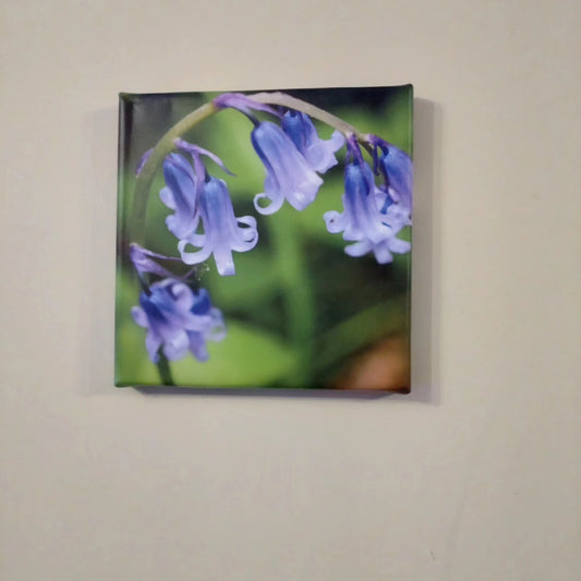 Photograph of bluebells on a canvas measuring 20cm x 20cm